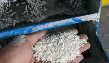 क्वारेन्टाइनमा अखाद्य चामल