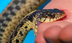 सर्पको डसाईबाट बालकको मृत्यु