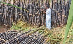 उखु किसानले पाएनन् भुक्तानी