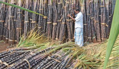 उखु किसानले पाएनन् भुक्तानी