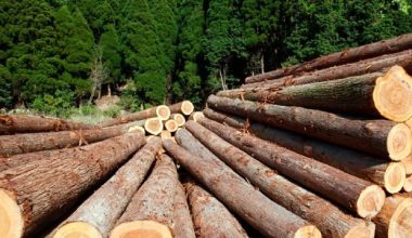 दाइजोका लागि ‘फर्निचर’ बनाउन सामुदायिक वनको काठ उपलब्ध नगराइने