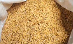 गत वर्षभन्दा दोब्बर धानको बीउ बिक्री