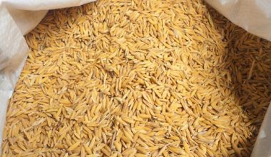 गत वर्षभन्दा दोब्बर धानको बीउ बिक्री