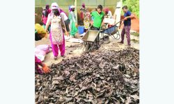 फोहोरबाट मोहोर बटुल्दै मध्यपुर थिमी