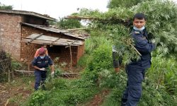 गाँजाका बोट नष्ट गर्दै प्रहरी (फोटो)