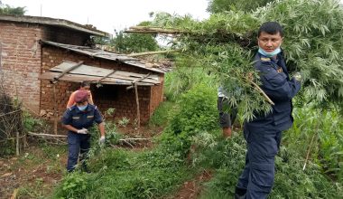 गाँजाका बोट नष्ट गर्दै प्रहरी (फोटो)