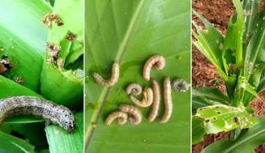 फौजी किरा नियन्त्रण गर्दै दुल्लु नगरपालिका