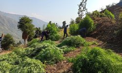 गाँजाका खेती नष्ट गर्दै प्रहरी