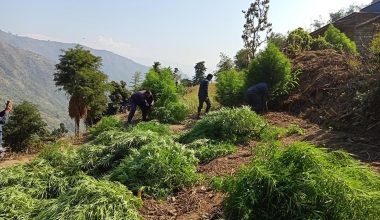 गाँजाका खेती नष्ट गर्दै प्रहरी