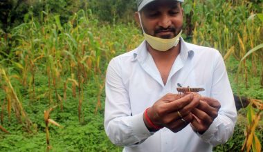 सलह कीरा देखाउँदै  बाली संरक्षण अधिकृत यादव (फोटो)