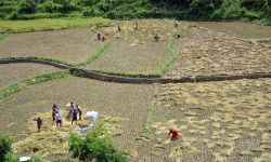 धान भित्र्याउन किसानलाई चटारो (फोटो)