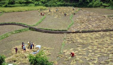 धान भित्र्याउन किसानलाई चटारो (फोटो)