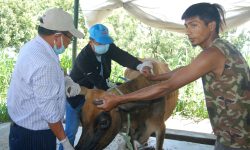 निःशुल्क पशु उपचार सेवा