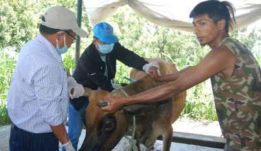 निःशुल्क पशु उपचार सेवा