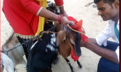 बाख्रालाई पिपिआर भ्याक्सिन