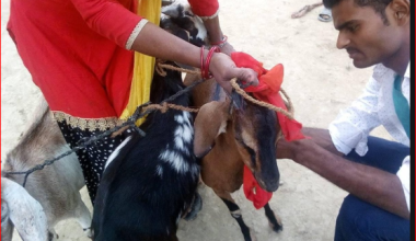 बाख्रालाई पिपिआर भ्याक्सिन