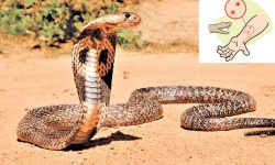 सर्पको टोकाइबाट जोगिन छैन भ्याक्सिन