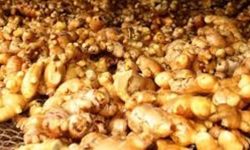 एउटै पालिकाबाट छ करोडको अदुवा बिक्री