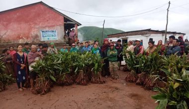 किसानलाई अलैँचीको बिरुवा(फोटो)