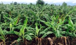 केरा खेतीमा कोत्रे र गबारो कीरा