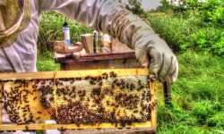 मौरीसहितको एकसय घार वितरण