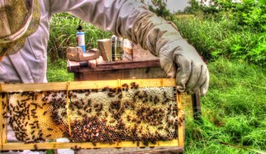 मौरीसहितको एकसय घार वितरण