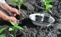 बिरुवा संरक्षण अभियान