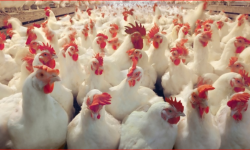 लकडाउन खुकुलो भएसंगै बजारमा कुखुराको मासु अभाव