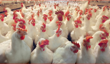 लकडाउन खुकुलो भएसंगै बजारमा कुखुराको मासु अभाव