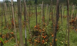 निषेधाज्ञाकाे प्रभाव:  गोलभेँडाले बजार नपाएपछि किसान चिन्तित