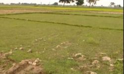 छाब्दी स्वास्थ्य केन्द्रलाई निःशुल्क जग्गादान