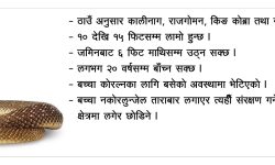 दुर्लभ कालीनाग बच्चा कोरल्दै