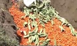 काठमाडौंको भान्सामा भारतीय तरकारी : पाँचखालको उत्पादन नाली र खोलामा (भिडियो सहित)