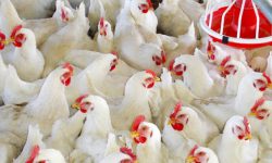 पोल्ट्री व्यवसायी भन्छन् : ‘व्यवसाय जोगाउने/समाप्त पार्ने भन्ने राज्यको हातमा छ’