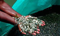 किसानलाई ४० हजार माछाका भुरा वितरण