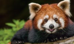 रेडपाण्डा सिकारी कारागार चलान