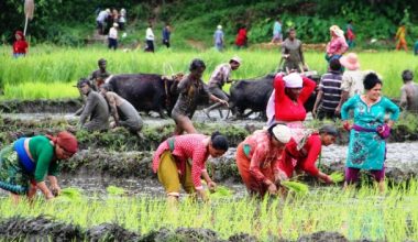 राष्ट्रिय धान दिवस मनाइने