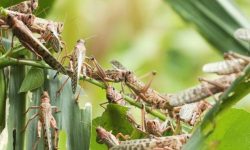 खोटाङमा प्रतिकिलो रु १०० मा सलह किन्ने कृषिविज्ञ राईको घोषणा