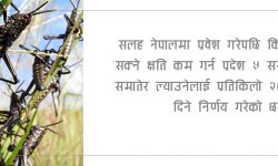 सलह किलोको २० रुपैयाँ