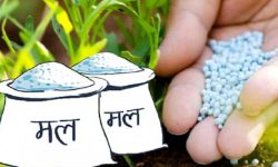 बाँकेमा मल बिक्री शुरु