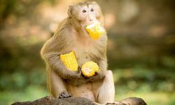 बाँदर धपाउन ९० थान बन्दुक वितरण