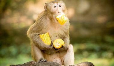 ‘जसले बाँदर नियन्त्रण गर्ने स्पष्ट खाका ल्याउँछ उसैलाई भोट दिने हो’