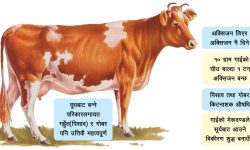 सकारात्मक उर्जाकाे प्रतीक बहुउपयोगी गाई