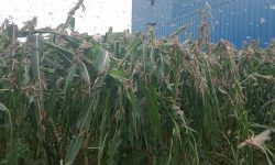 दाङमा देखिएको सलह कीरा (फोटो)