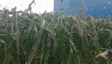 दाङमा देखिएको सलह कीरा (फोटो)