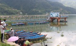 फेवातालमा गैरकानुनीरूपमा माछा मार्नेको घुइँचो