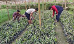 ड्रागन फ्रुटको व्यावसायिक खेती