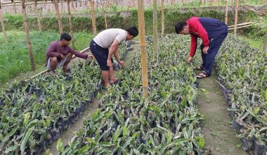 ड्रागन फ्रुटको व्यावसायिक खेती