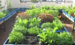 कौसी खेतीबाट मासिक ५० करोडको तरकारी