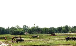 रोपाइँ गर्ने खेत तयार गर्दै किसान